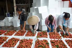 Công ty CP xuất nhập khẩu nông sản Toàn Cầu khảo sát thu mua gần 1.000 tấn vải thiều Chí Linh